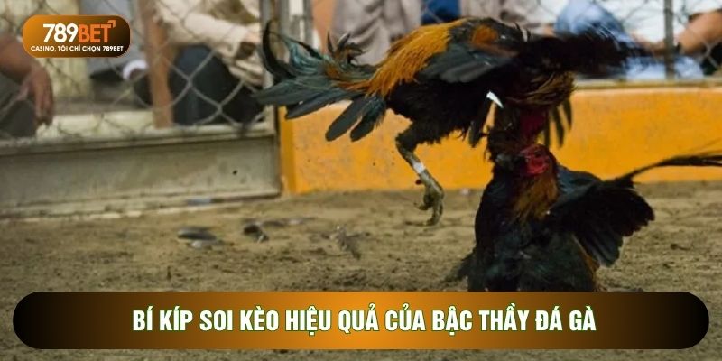 Bí kíp soi kèo hiệu quả của bậc thầy đá gà