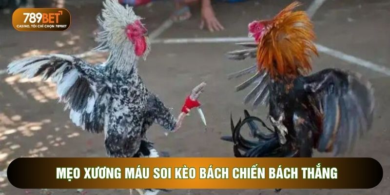 Mẹo xương máu soi kèo bách chiến bách thắng